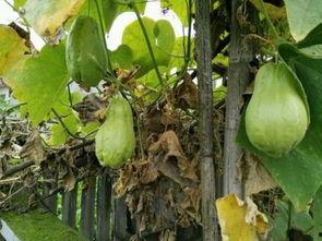 在暮土吃瓜,探寻神秘土地的瓜果传奇