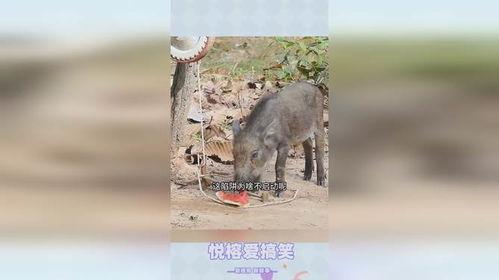 野猪吃瓜图片,瓜田里的欢乐时光