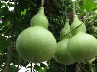 河南吃的葫芦瓜是什么瓜