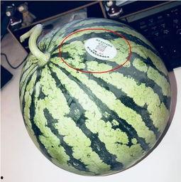 和县网红吃瓜,揭秘网络红人的幕后故事