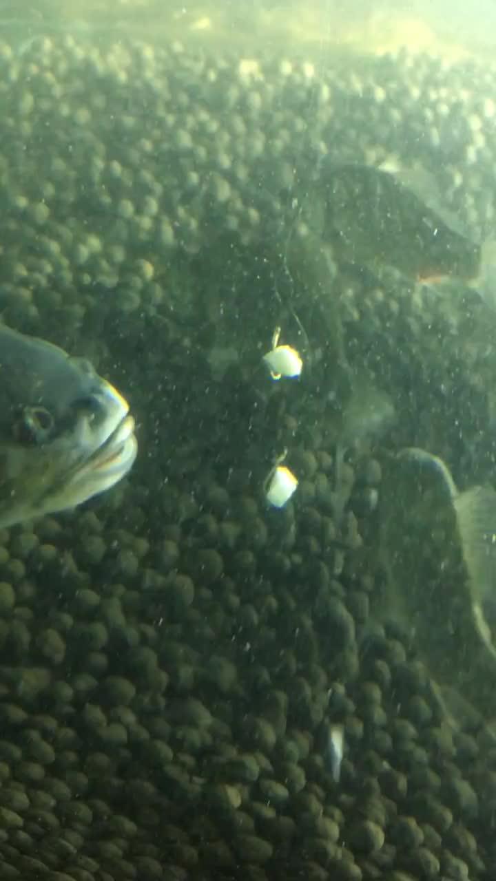 乌贼吃瓜的视频,一场海洋生物的趣味食事