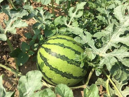 海旭明吃瓜,揭秘娱乐圈背后的秘密与真相